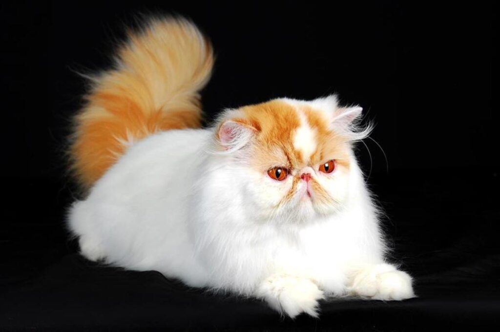 The Gracious and Elegant Nature of Cameo Persian Cats