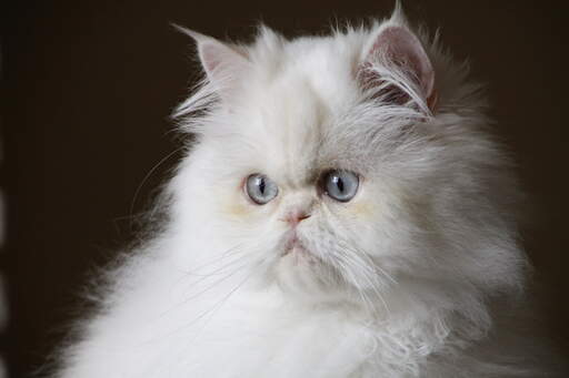 The Gracious and Elegant Nature of Cameo Persian Cats