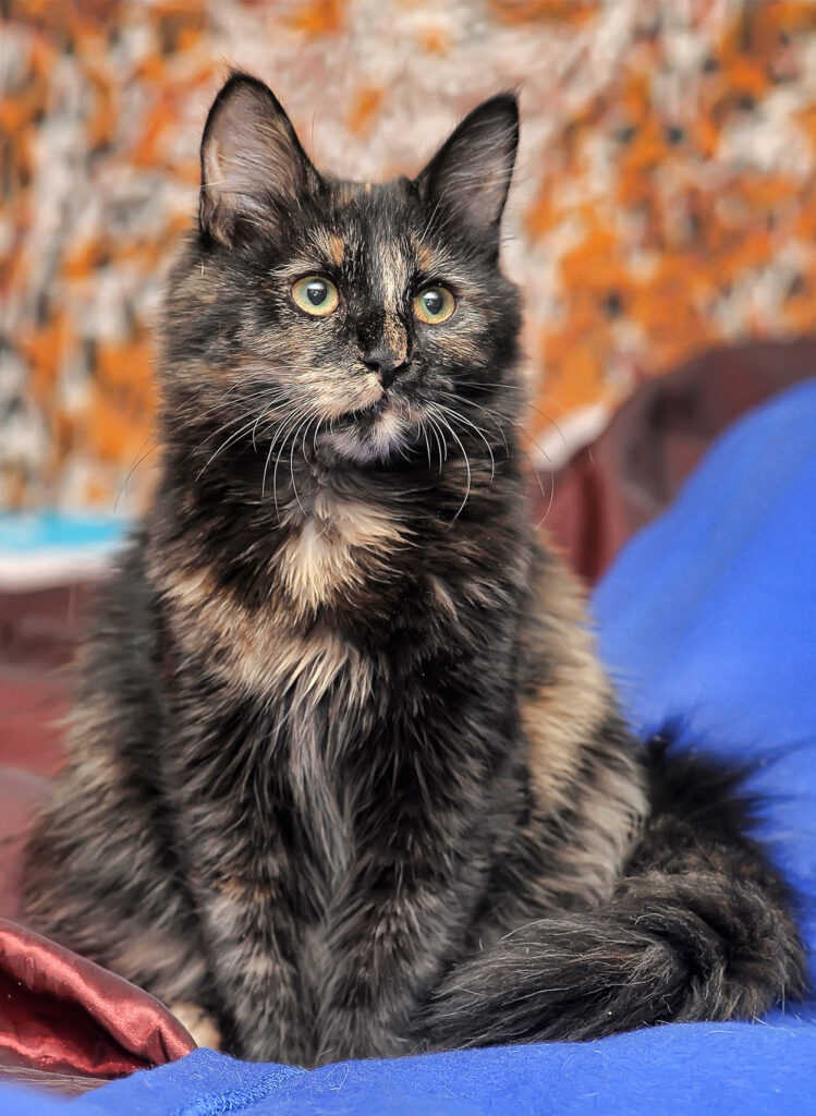 The Inquisitive and Adventurous Spirit of Blue-Cream Tortoiseshell Persian Cats