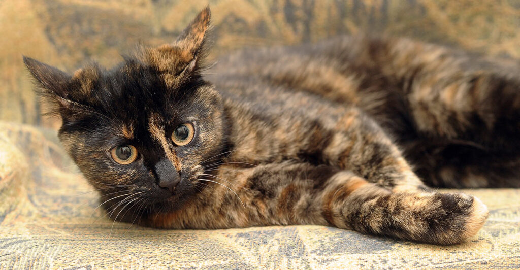 The Inquisitive and Adventurous Spirit of Blue-Cream Tortoiseshell Persian Cats