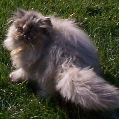 The Inquisitive and Adventurous Spirit of Blue-Cream Tortoiseshell Persian Cats