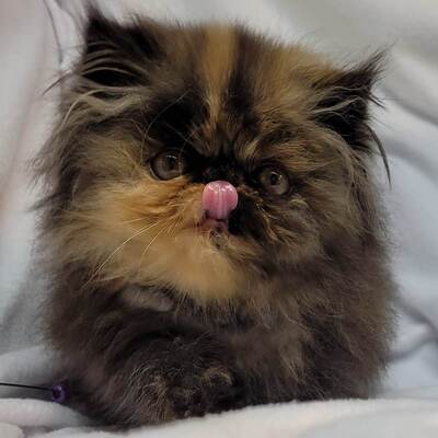 The Inquisitive and Adventurous Spirit of Blue-Cream Tortoiseshell Persian Cats