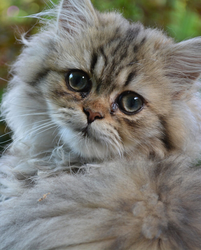 The Joyful and Playful Personality of Shaded Silver Tabby Persian Cats