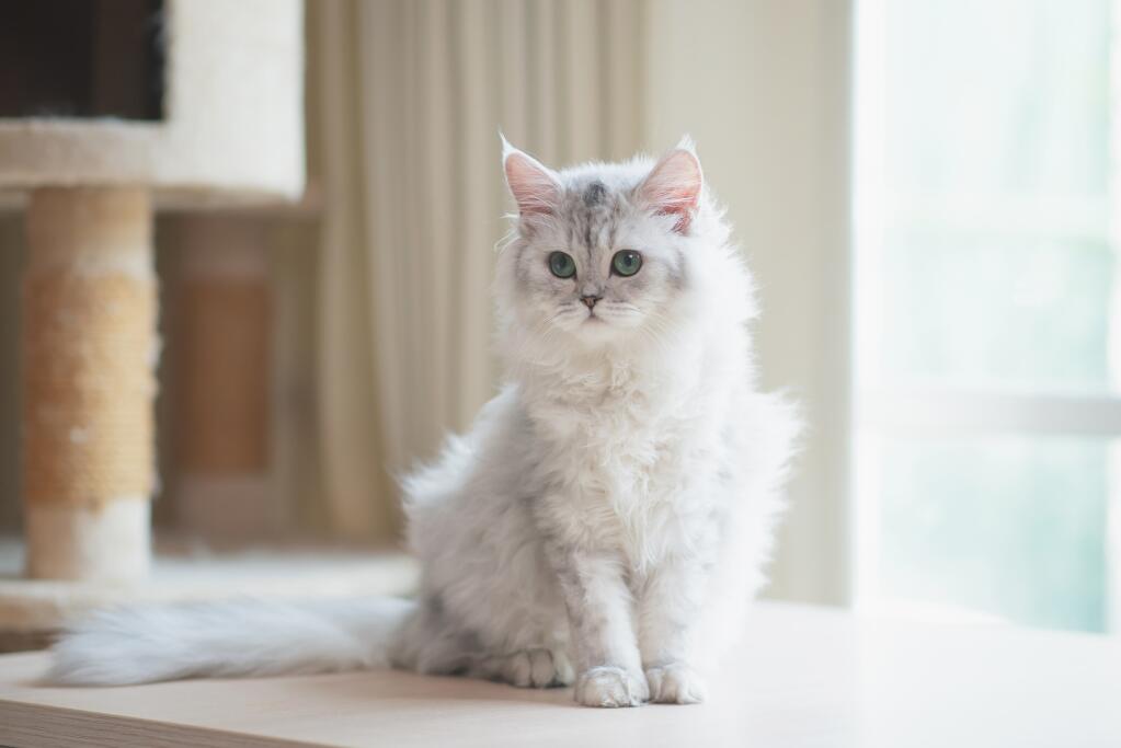 The Joyful and Playful Personality of Shaded Silver Tabby Persian Cats