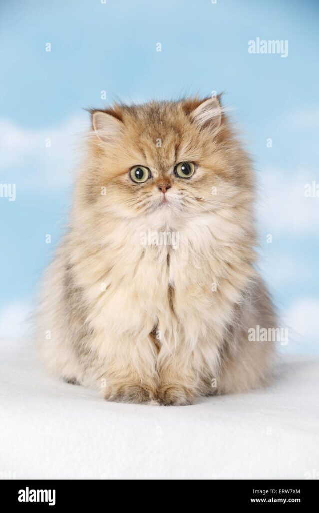 The Lively and Playful Nature of Shaded Golden Persian Cats