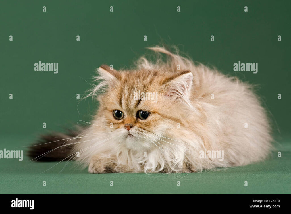 The Lively and Playful Nature of Shaded Golden Persian Cats