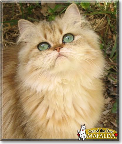 The Lively and Playful Nature of Shaded Golden Persian Cats