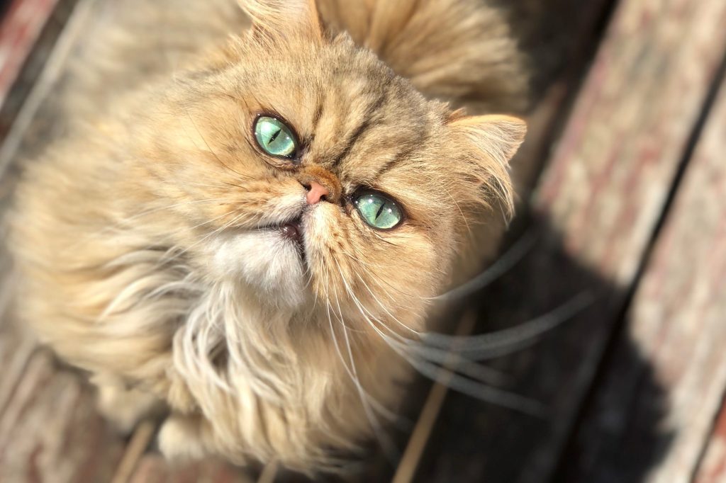 The Lively and Playful Nature of Shaded Golden Persian Cats