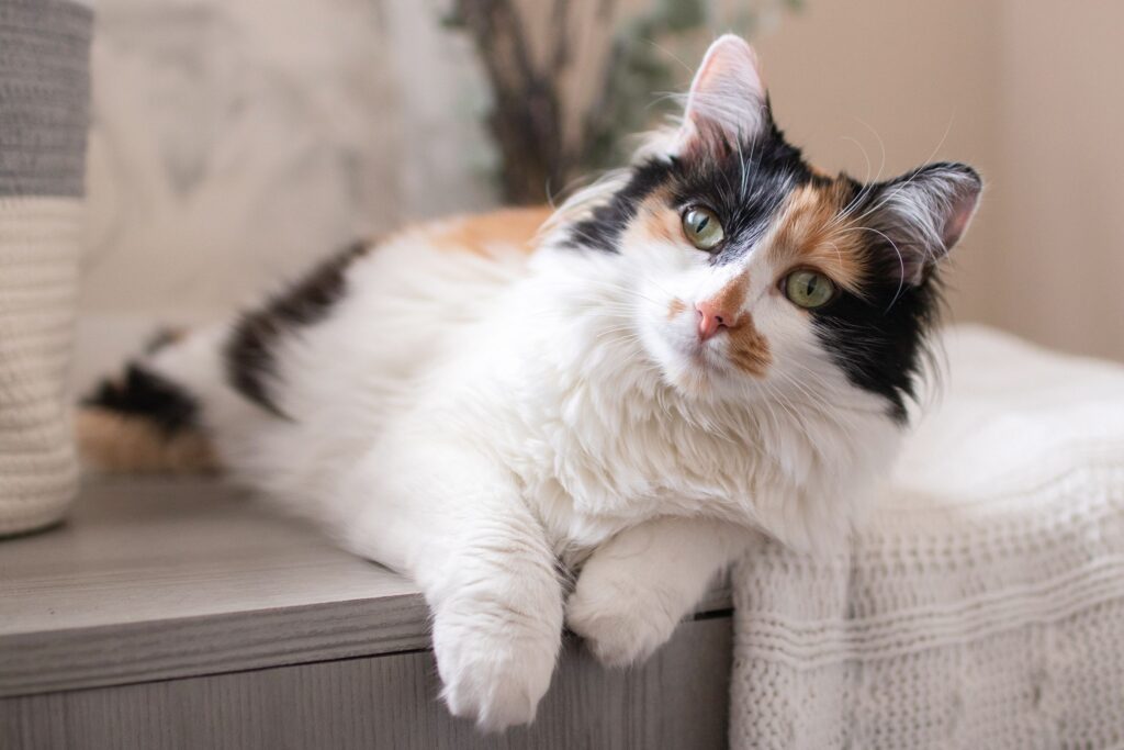 The Loving and Affectionate Nature of Calico Smoke Persian Cats