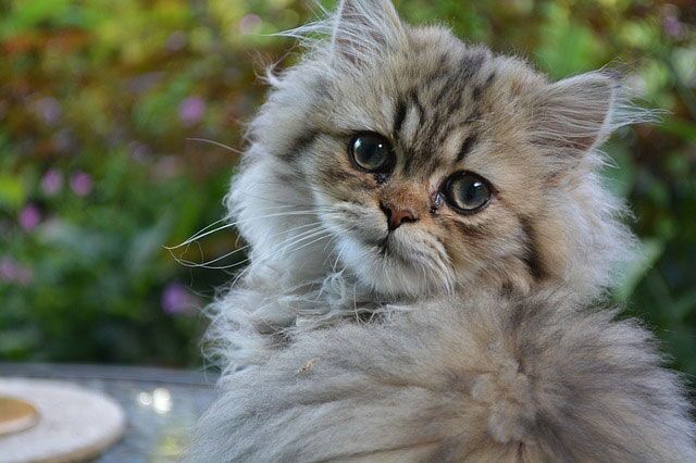 The Loving and Affectionate Nature of Calico Smoke Persian Cats