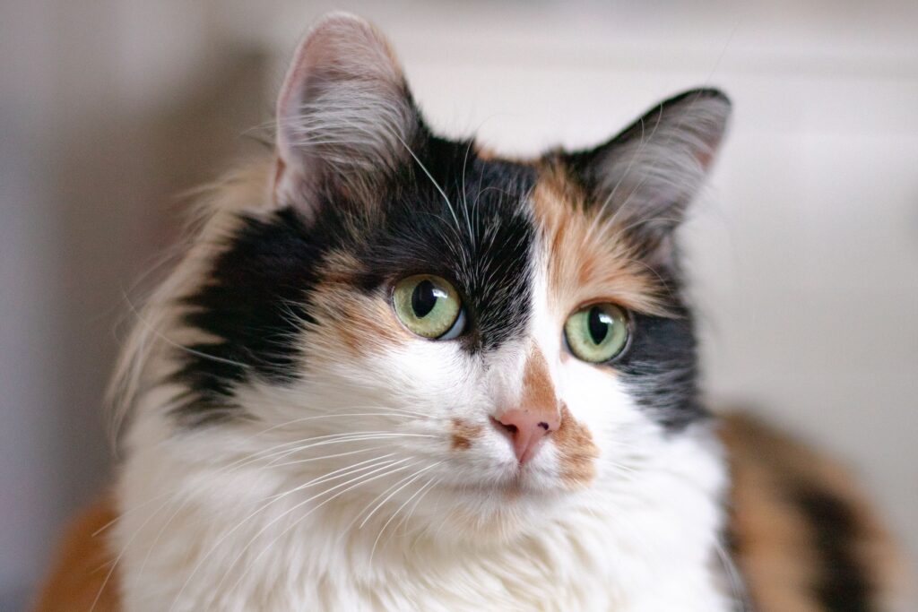 The Loving and Affectionate Nature of Calico Smoke Persian Cats