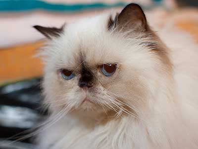 The Luxurious and Plush Coat of Himalayan Persian Cats