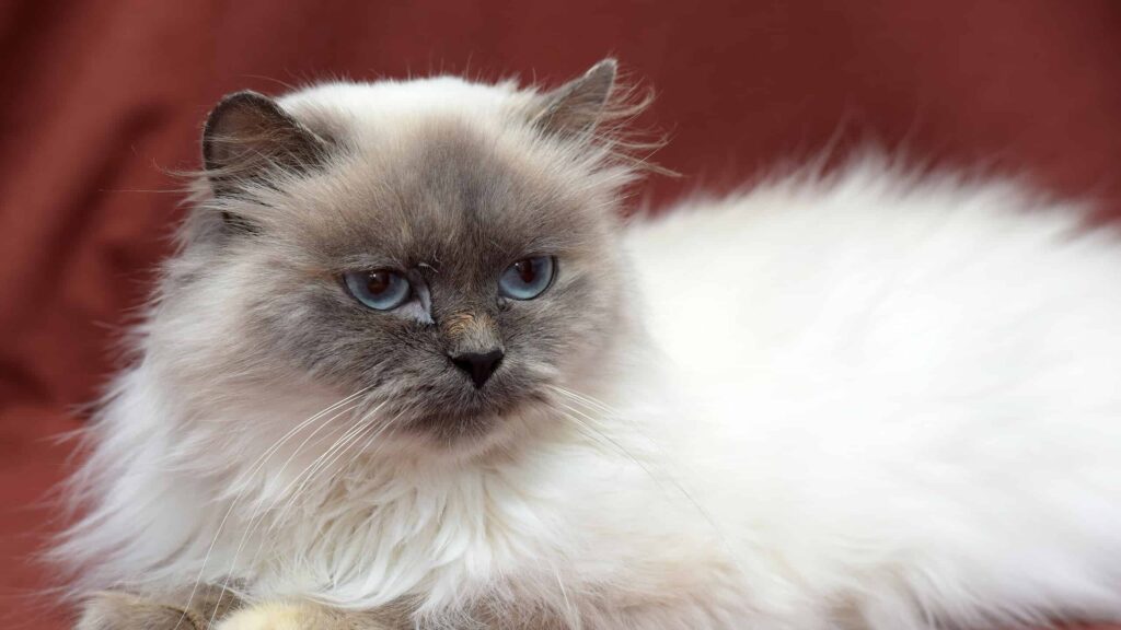 The Luxurious and Plush Coat of Himalayan Persian Cats