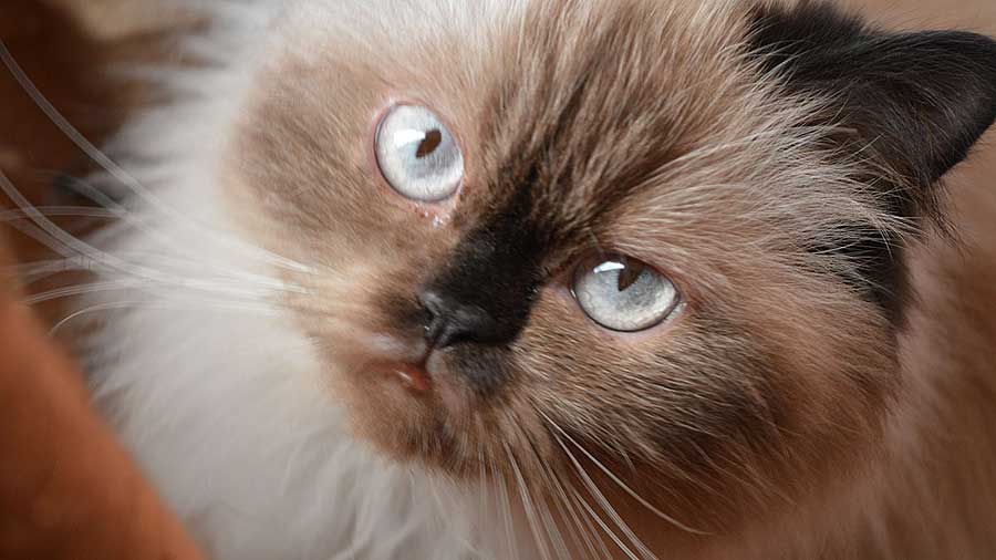 The Luxurious and Plush Coat of Himalayan Persian Cats