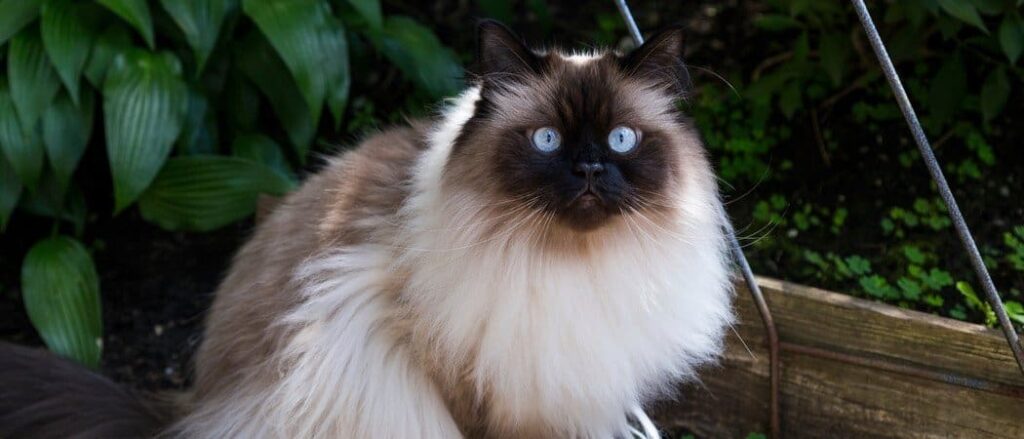 The Luxurious and Plush Coat of Himalayan Persian Cats