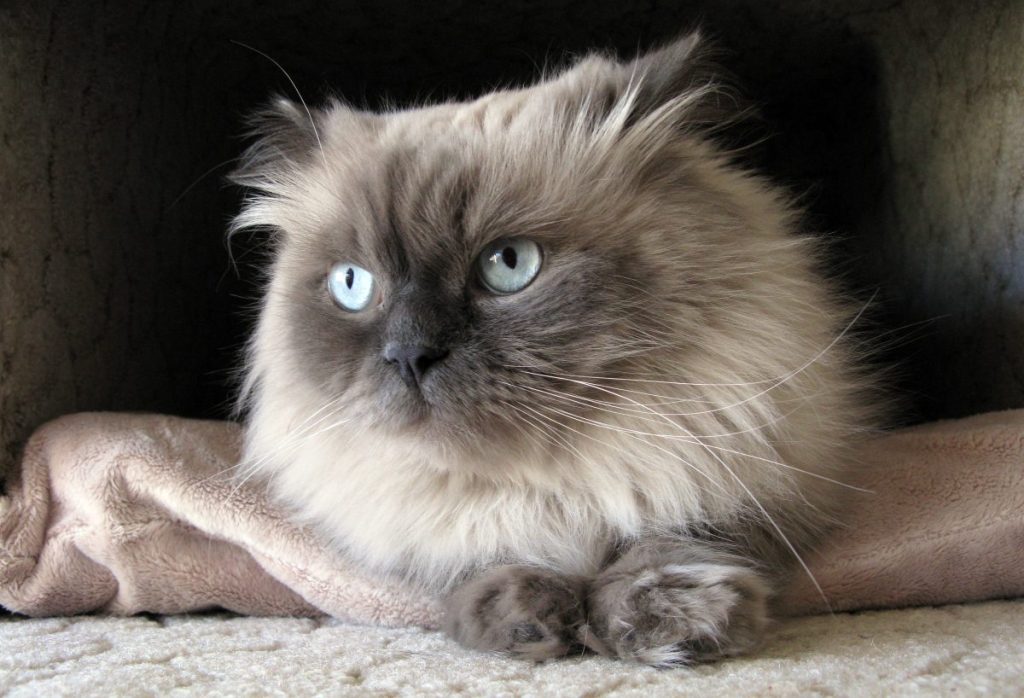 The Luxurious and Plush Coat of Himalayan Persian Cats