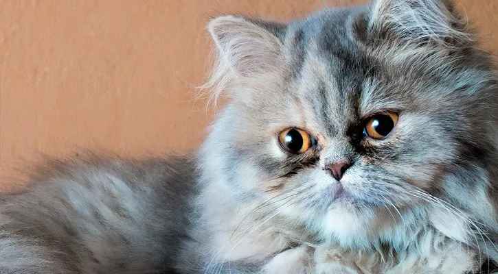 The Playful and Active Lifestyle of Golden Tabby Persian Cats