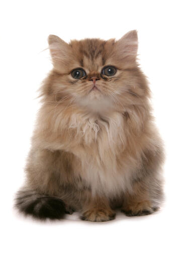 The Playful and Active Lifestyle of Golden Tabby Persian Cats