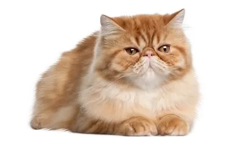 The Playful and Active Lifestyle of Golden Tabby Persian Cats