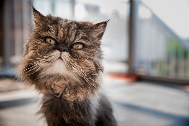 The Playful and Energetic Nature of Red Tabby Persian Cats