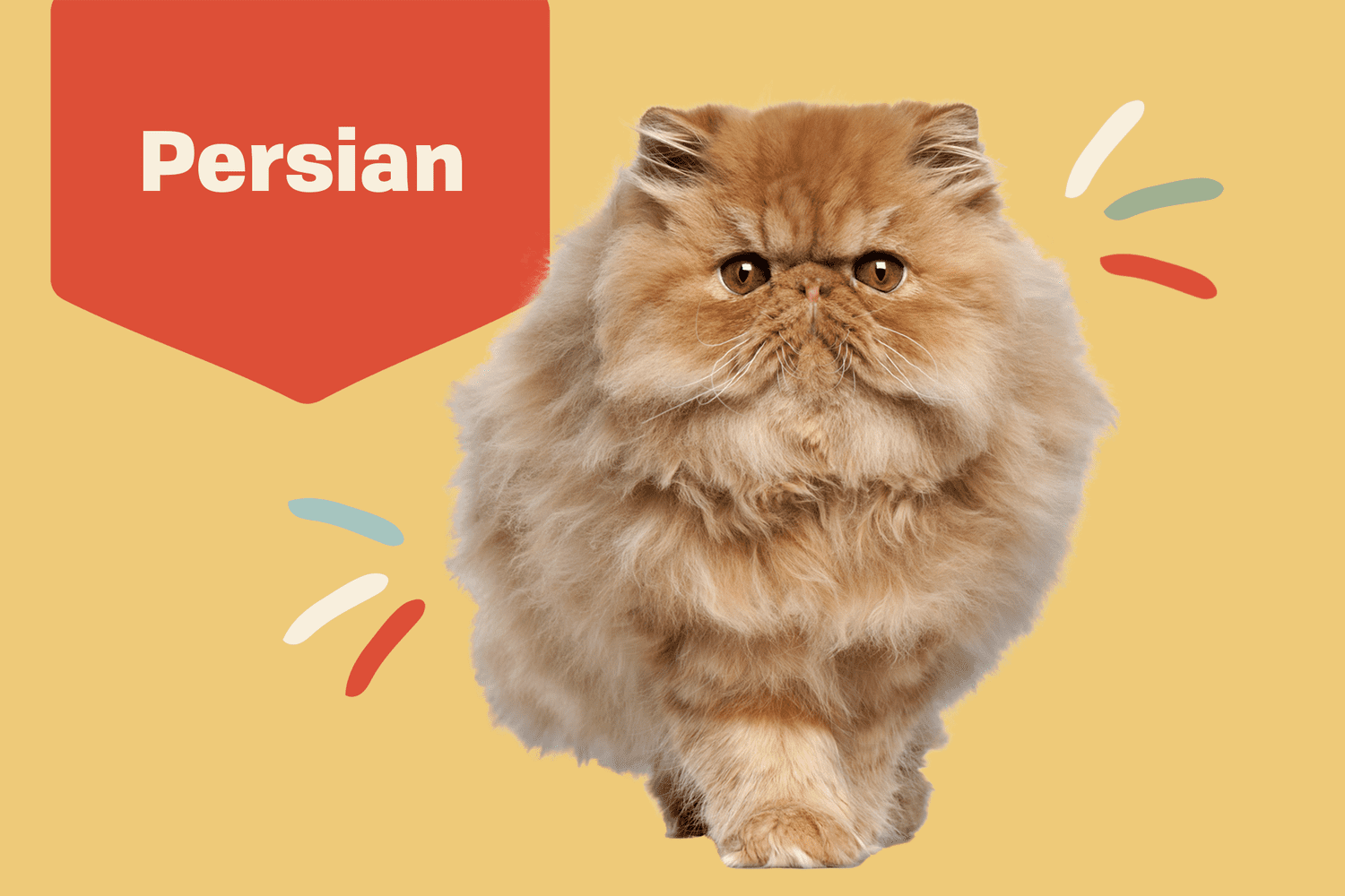 The Playful and Entertaining Personality of Red Persian Cats