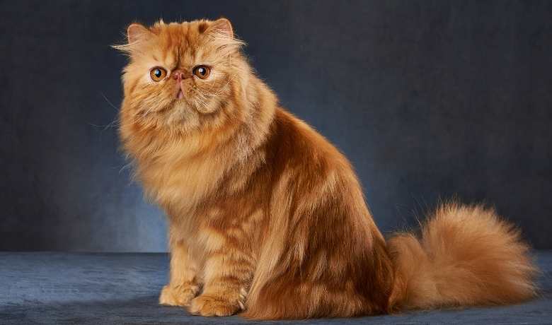 The Playful and Entertaining Personality of Red Persian Cats