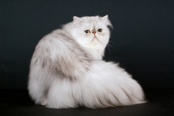 The Regal and Majestic Personality of Chinchilla Silver Persian Cats