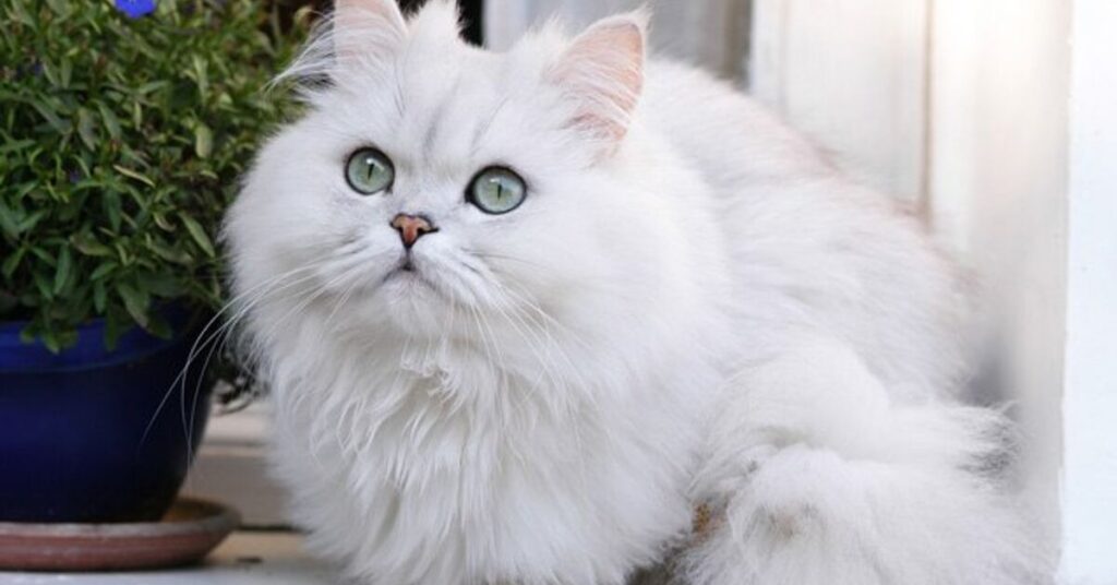 The Regal and Majestic Personality of Chinchilla Silver Persian Cats