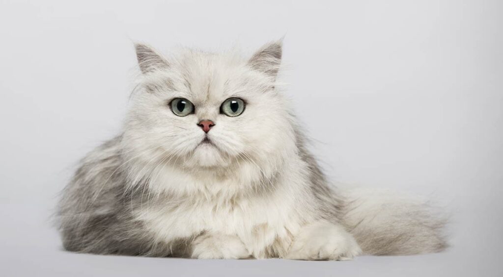 The Regal and Majestic Personality of Chinchilla Silver Persian Cats