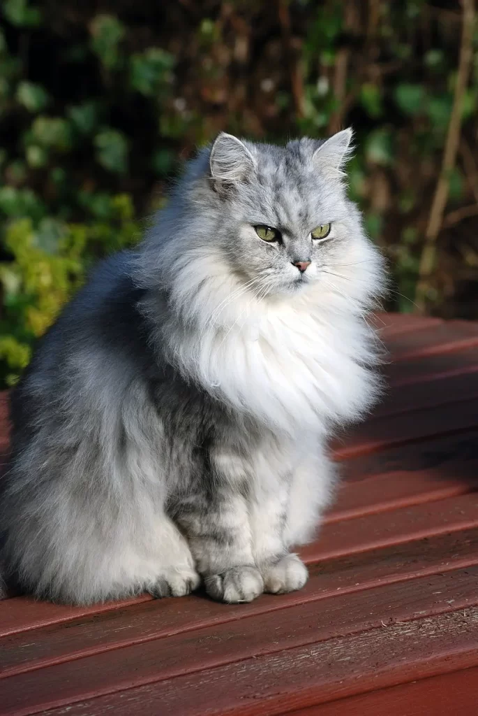 The Regal and Majestic Personality of Chinchilla Silver Persian Cats