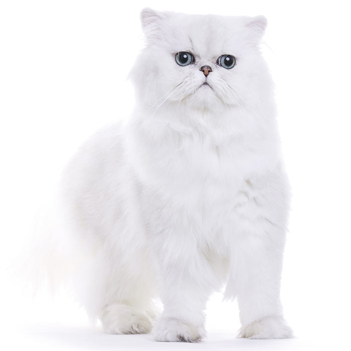 The Regal and Majestic Personality of Chinchilla Silver Persian Cats