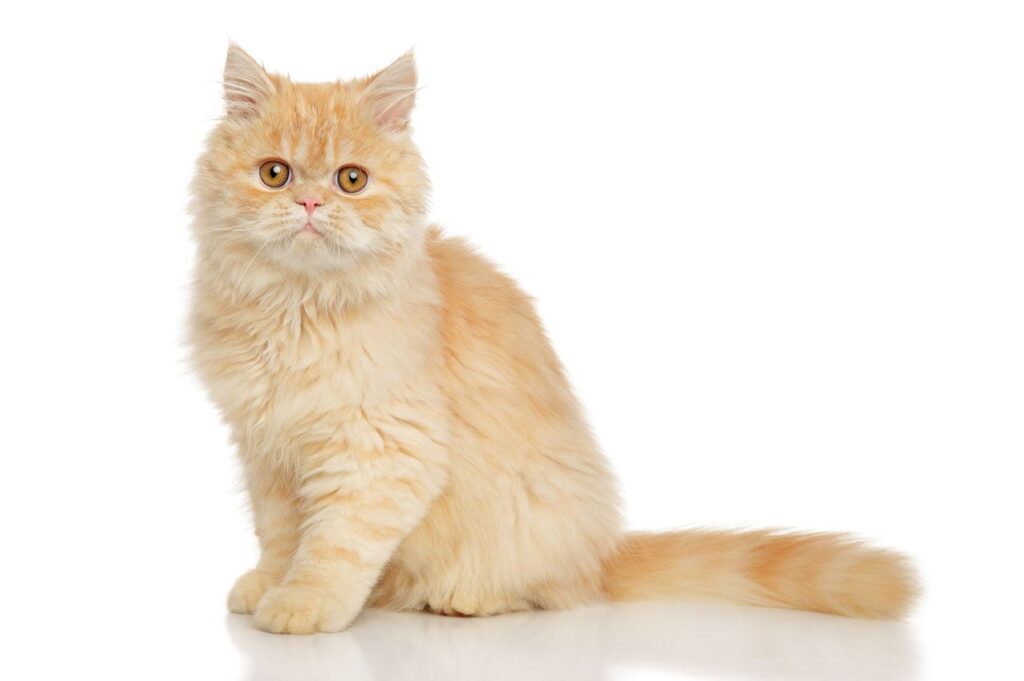 The Relaxed and Easygoing Personality of Cream Persian Cats