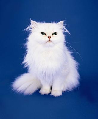 The Serene and Tranquil Nature of Blue-Eyed White Persian Cats