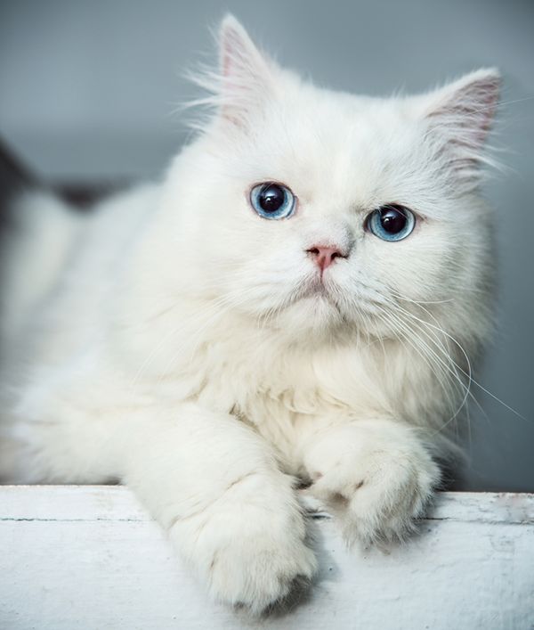 The Serene and Tranquil Nature of Blue-Eyed White Persian Cats