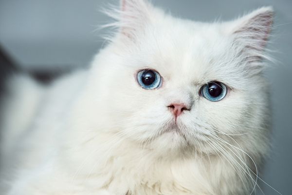 The Serene and Tranquil Nature of Blue-Eyed White Persian Cats