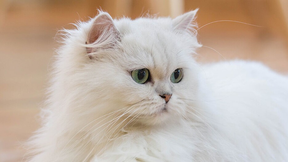 The Serene and Tranquil Nature of Blue-Eyed White Persian Cats