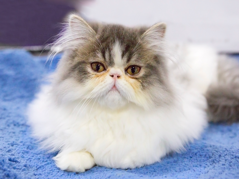 The Serene and Tranquil Nature of Blue-Eyed White Persian Cats