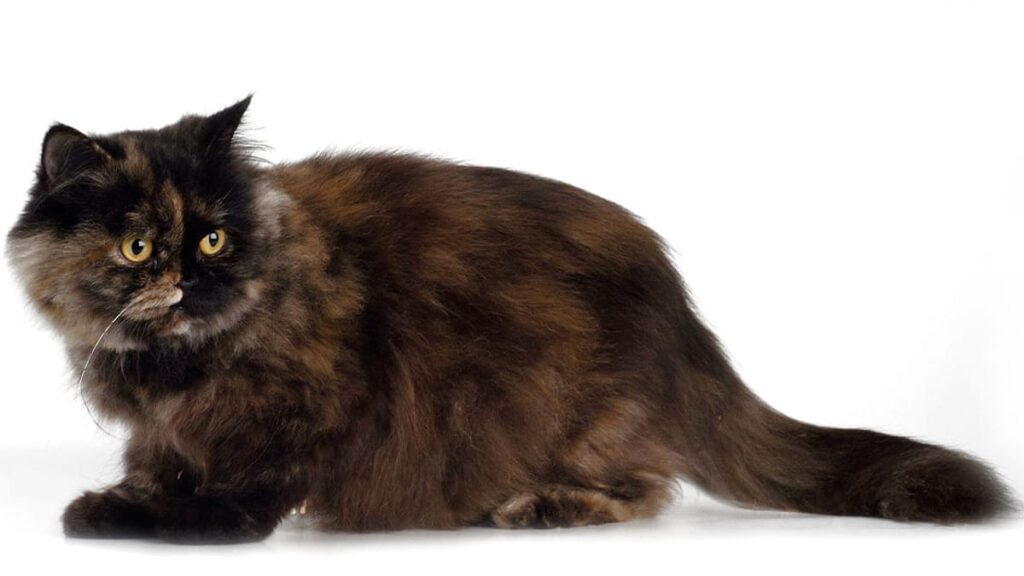 The Sociable and Talkative Character of Smoke Tortoiseshell Persian Cats