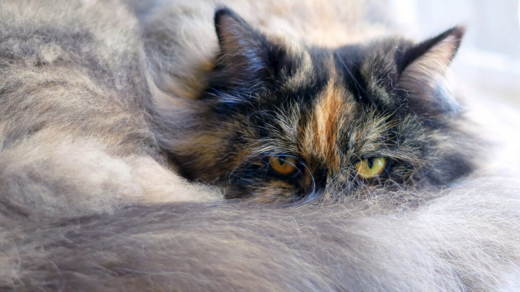 The Sociable and Talkative Character of Smoke Tortoiseshell Persian Cats