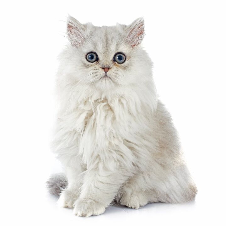 The Delicate and Charming Aura of Chinchilla Silver Tabby Persian Cats