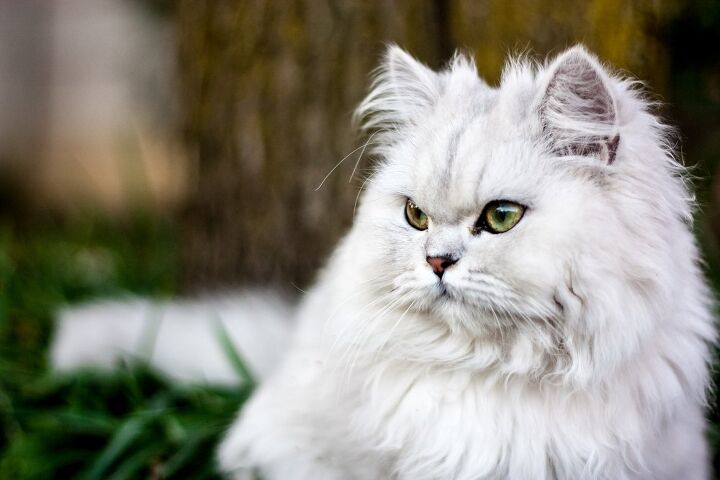 The Delicate and Charming Aura of Chinchilla Silver Tabby Persian Cats