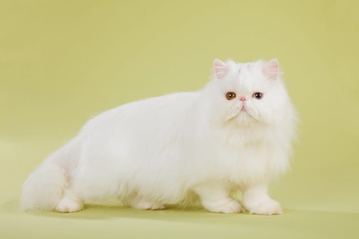 The Delicate and Charming Aura of Chinchilla Silver Tabby Persian Cats