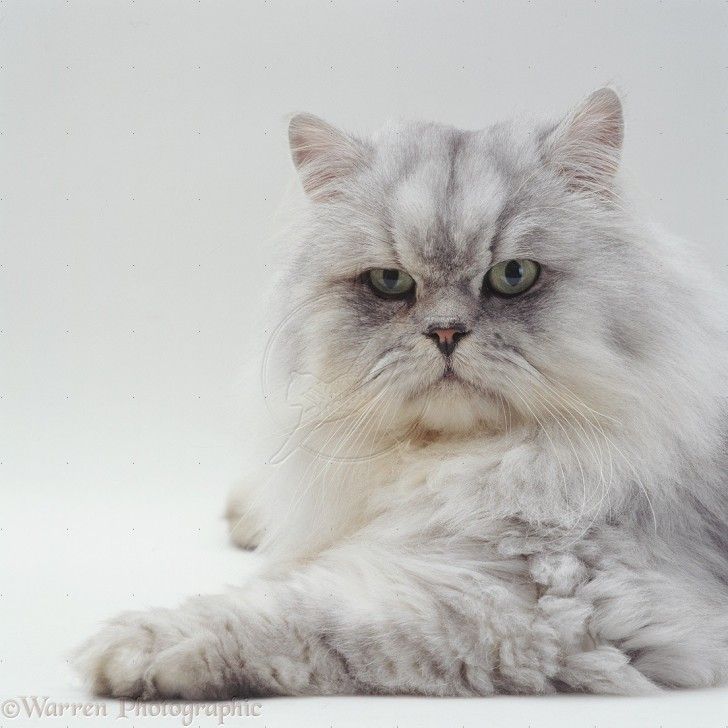 The Delicate and Charming Aura of Chinchilla Silver Tabby Persian Cats