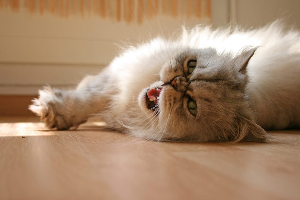 The Majestic and Imposing Presence of Chinchilla Golden Persian Cats