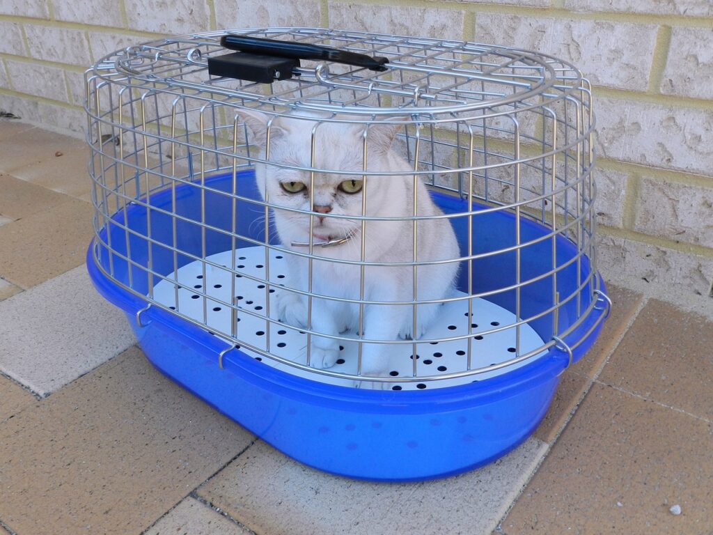 The Majestic and Imposing Presence of Chinchilla Golden Persian Cats