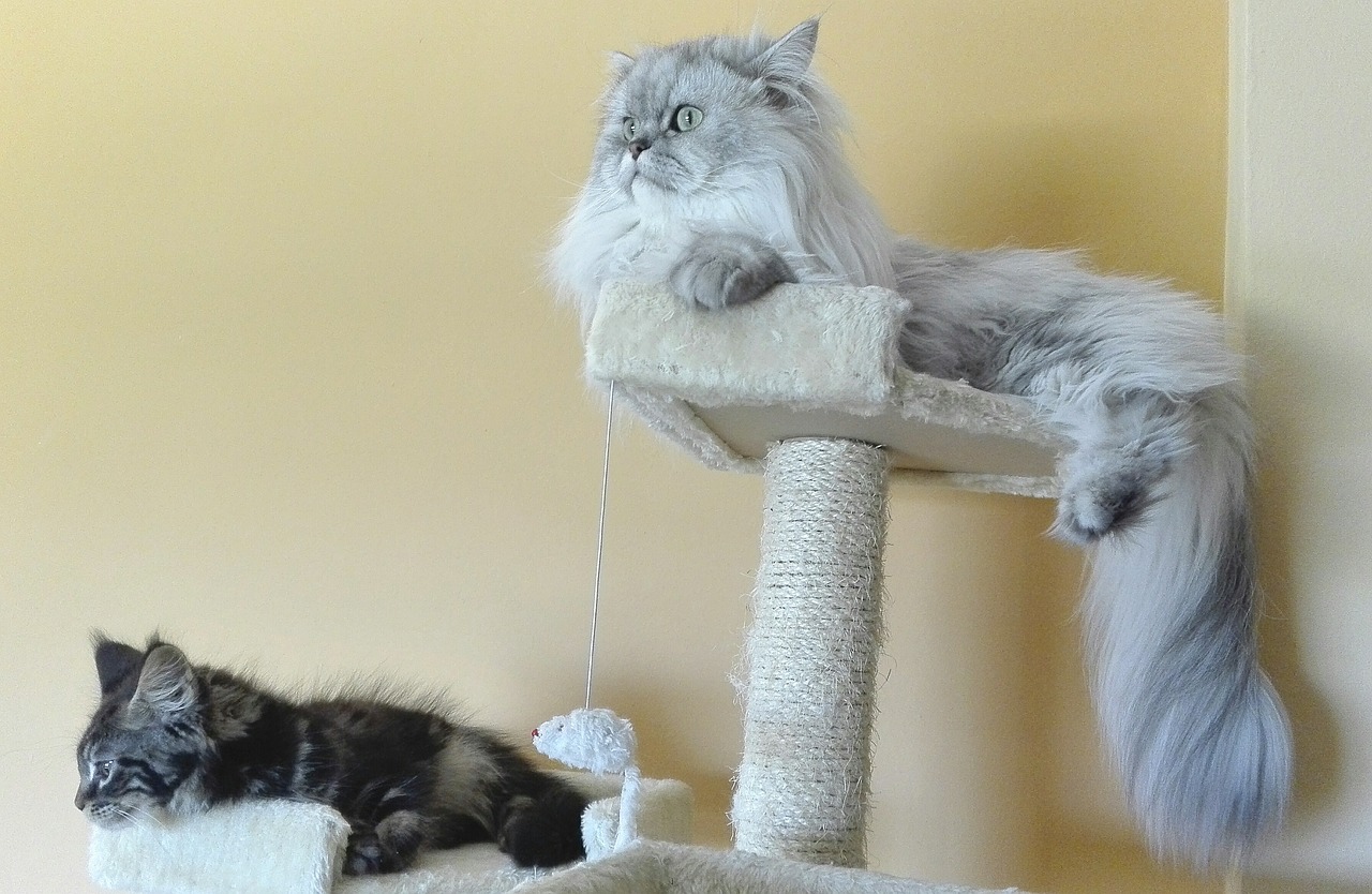 The Majestic and Imposing Presence of Chinchilla Golden Persian Cats