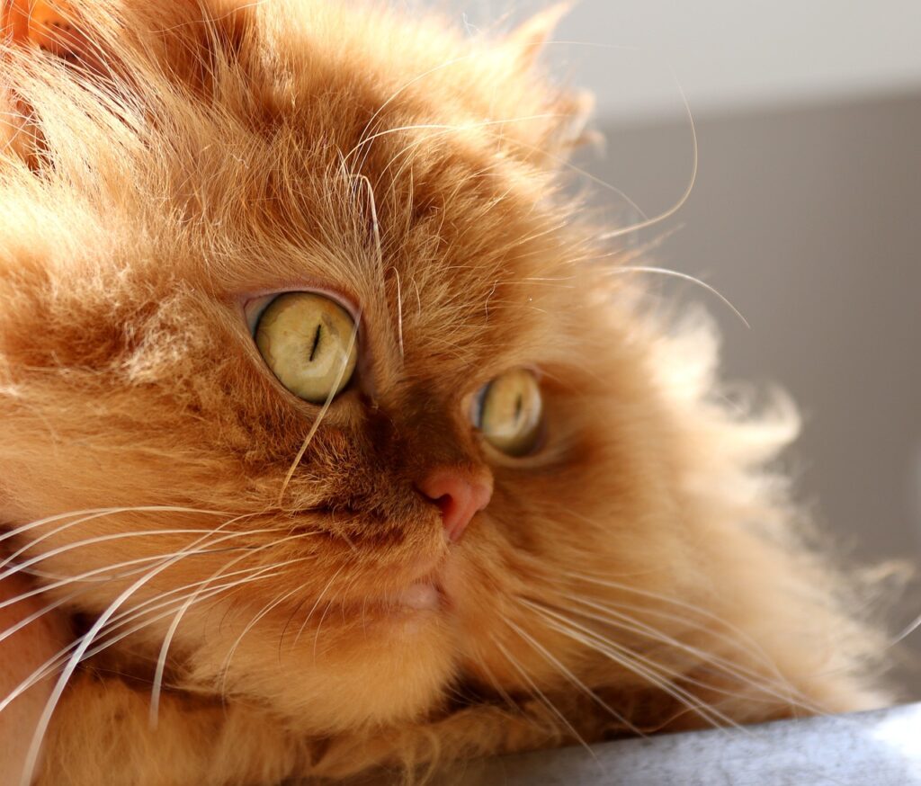 The Soothing and Calming Personality of Shaded Golden Tabby Persian Cats