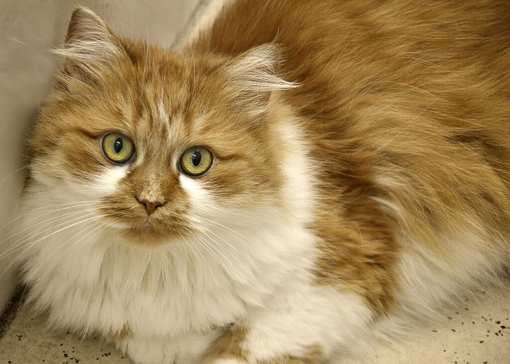 The Soothing and Calming Personality of Shaded Golden Tabby Persian Cats