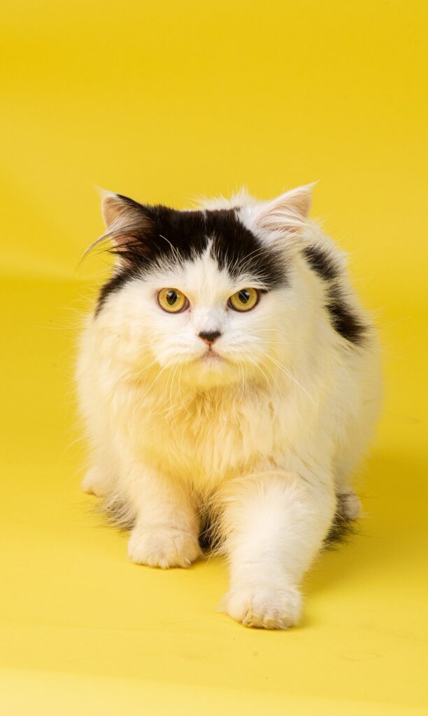 The Soothing and Calming Personality of Shaded Golden Tabby Persian Cats