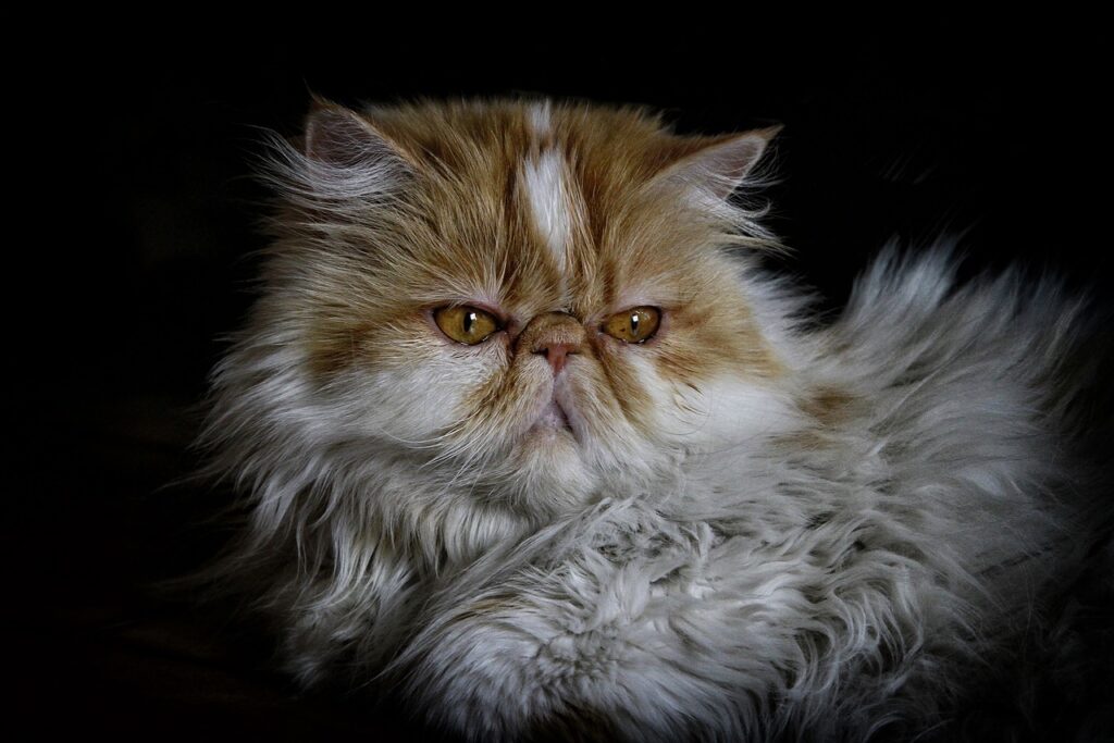 Common Health Conditions in Persian Cats